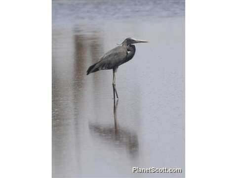 Image of Humblot's Heron