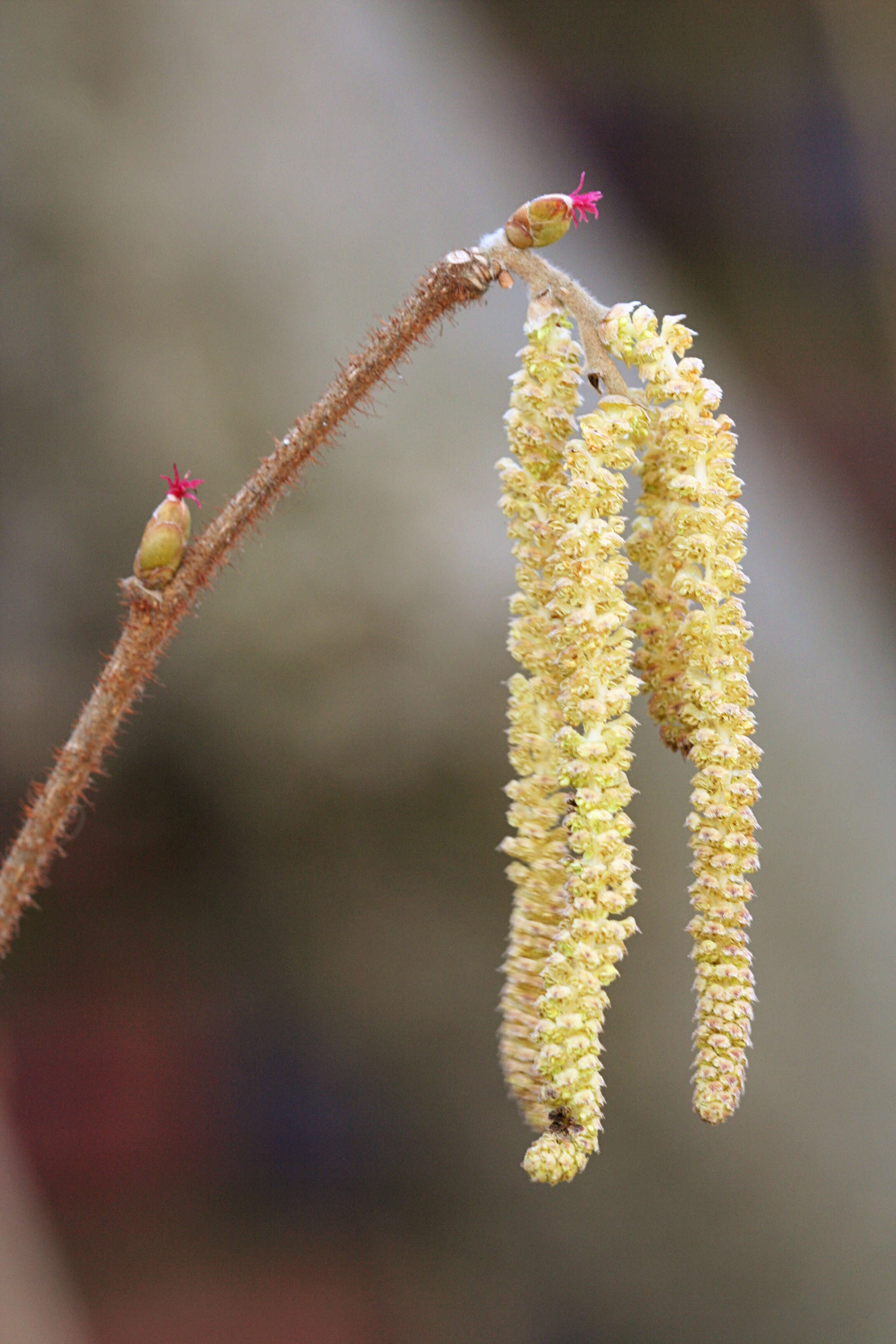 Image of American Hazel