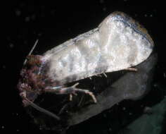 Image of <i>Platphalonidia lavana</i>