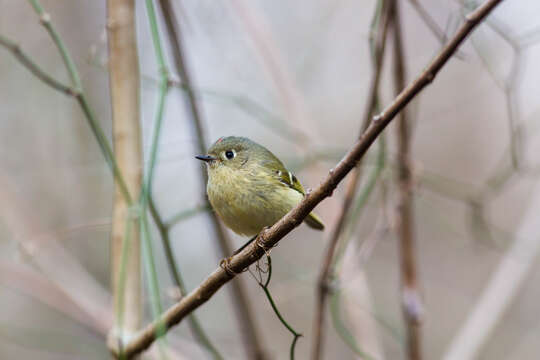 Image of goldcrests and kinglets