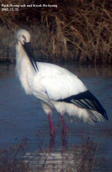 Image of Japanese White Stork