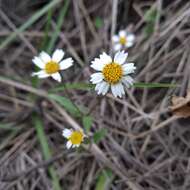 Sabazia humilis Cass. resmi