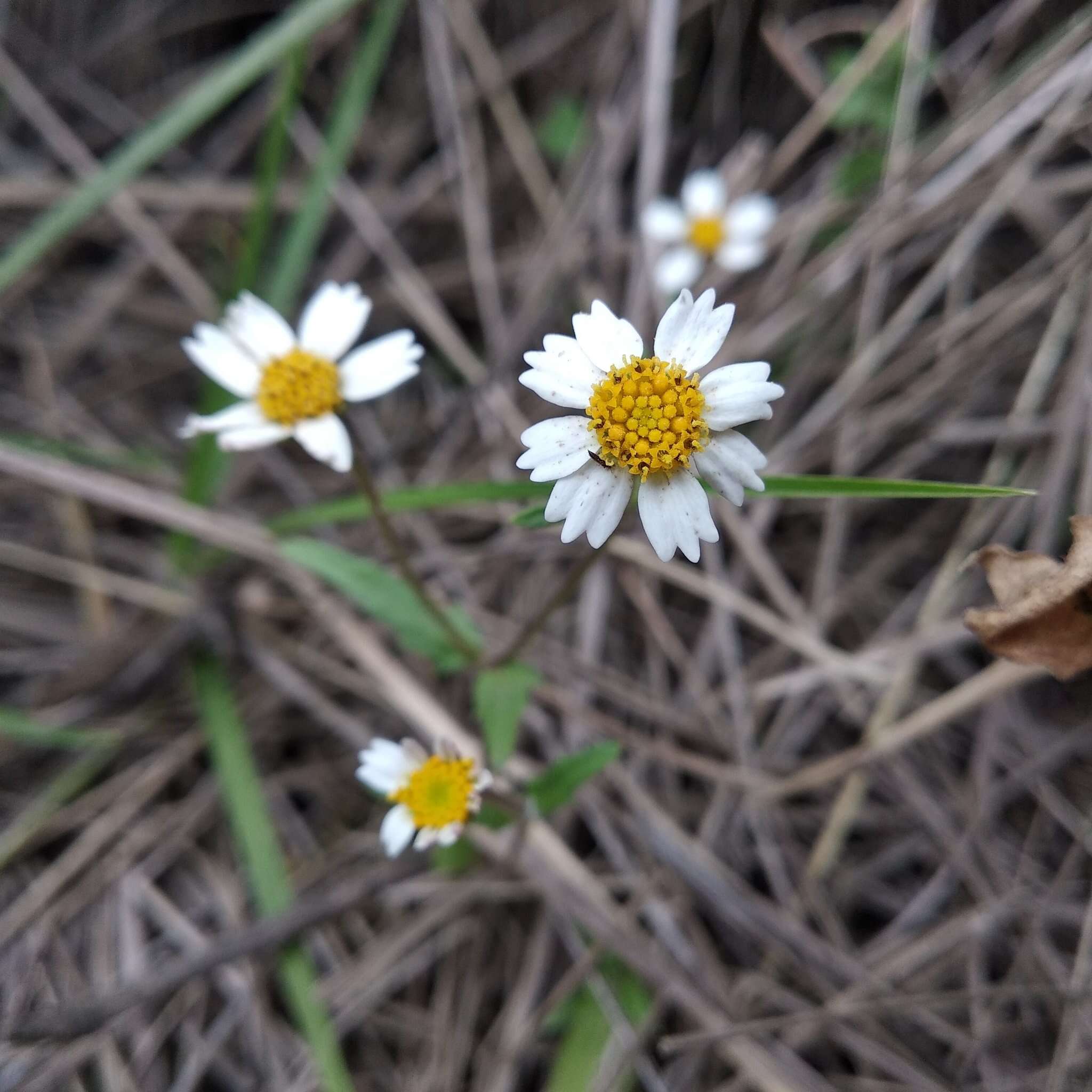 Sabazia humilis Cass. resmi