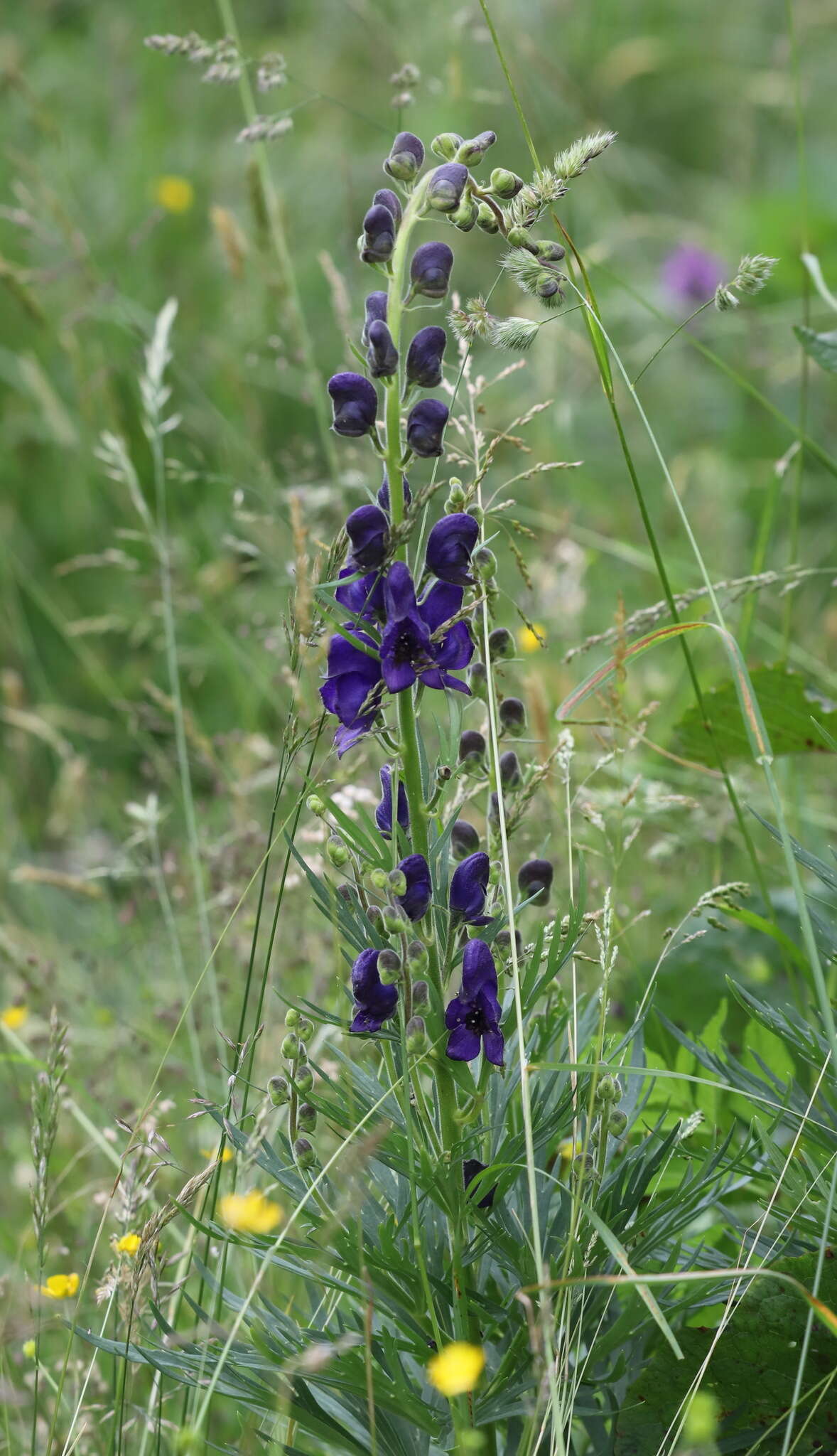 Aconitum burnatii Gayer的圖片