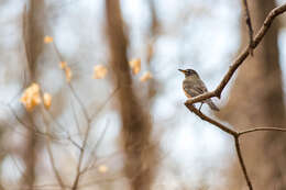 Image of American Robin