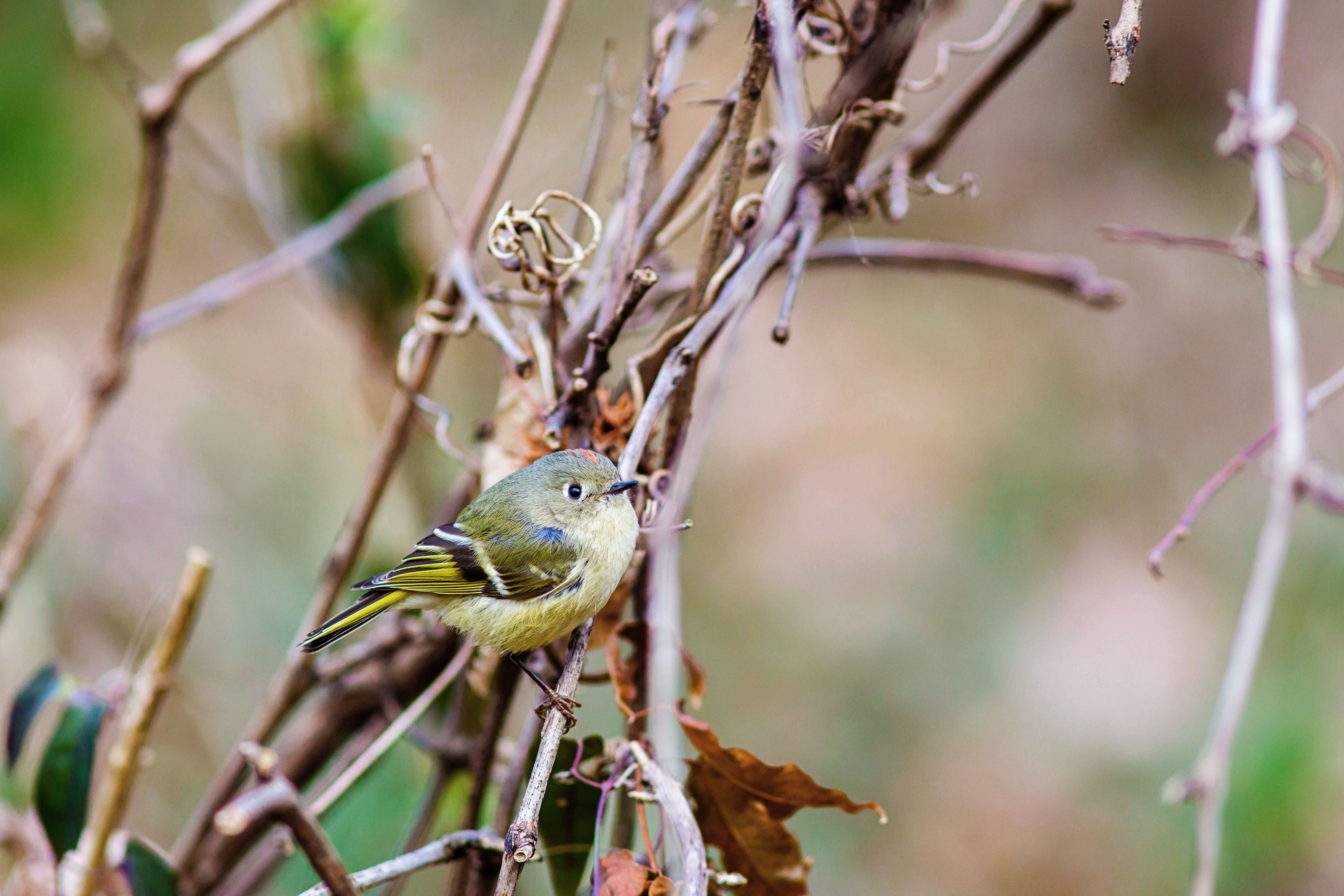 Image of goldcrests and kinglets