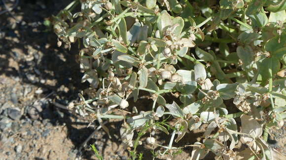 Image of Euphorbia kozlovii Prokh.