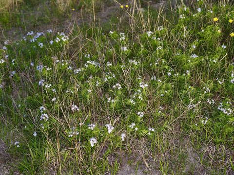 Plancia ëd Amsonia ciliata var. texana (A. Gray) J. M. Coult.