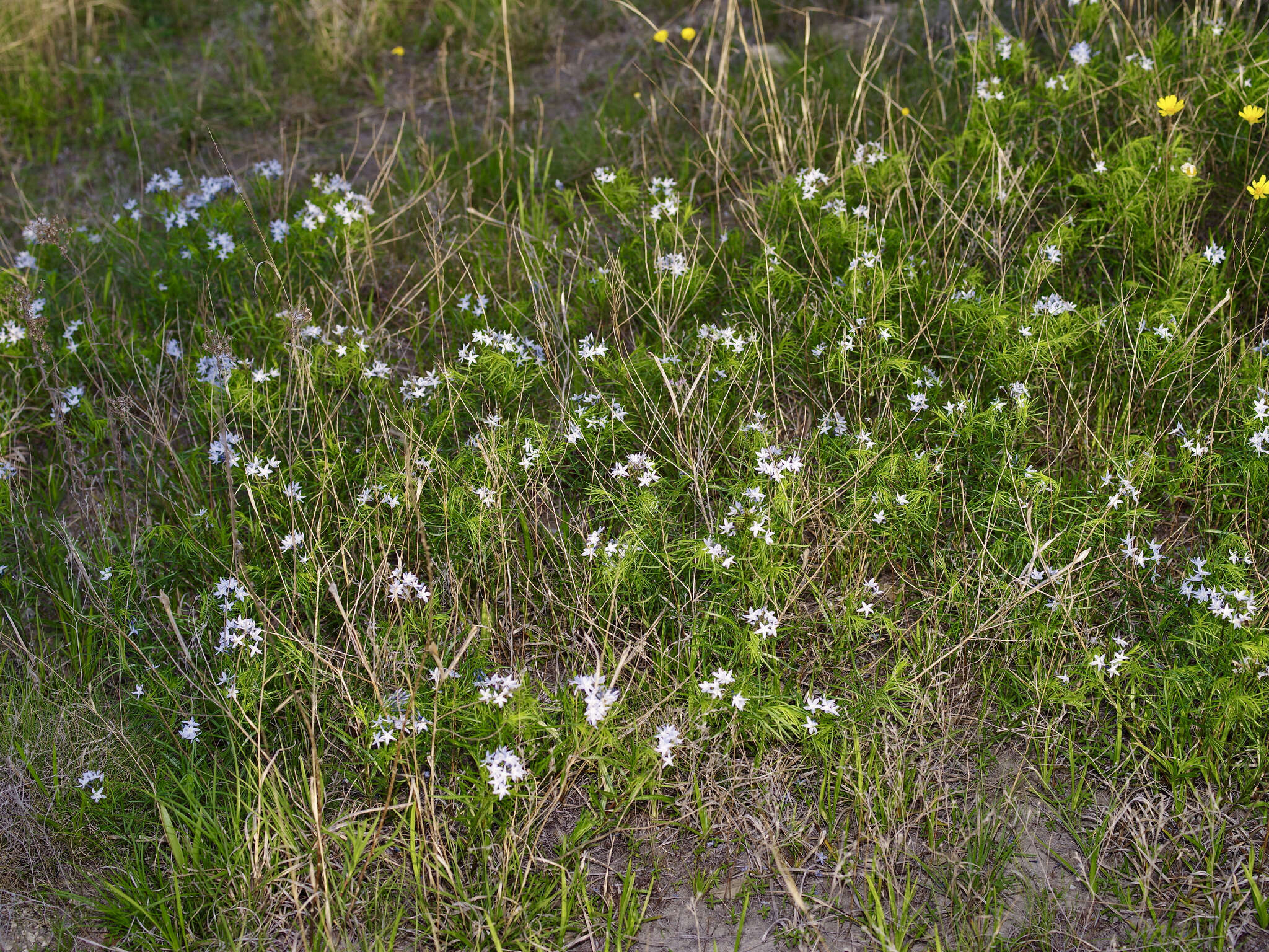 Plancia ëd Amsonia ciliata var. texana (A. Gray) J. M. Coult.