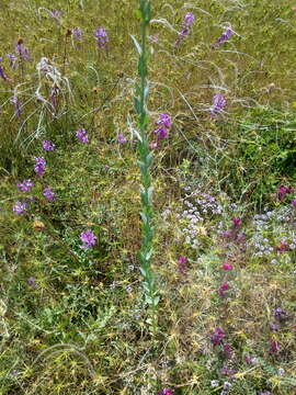 Image of broomleaf toadflax