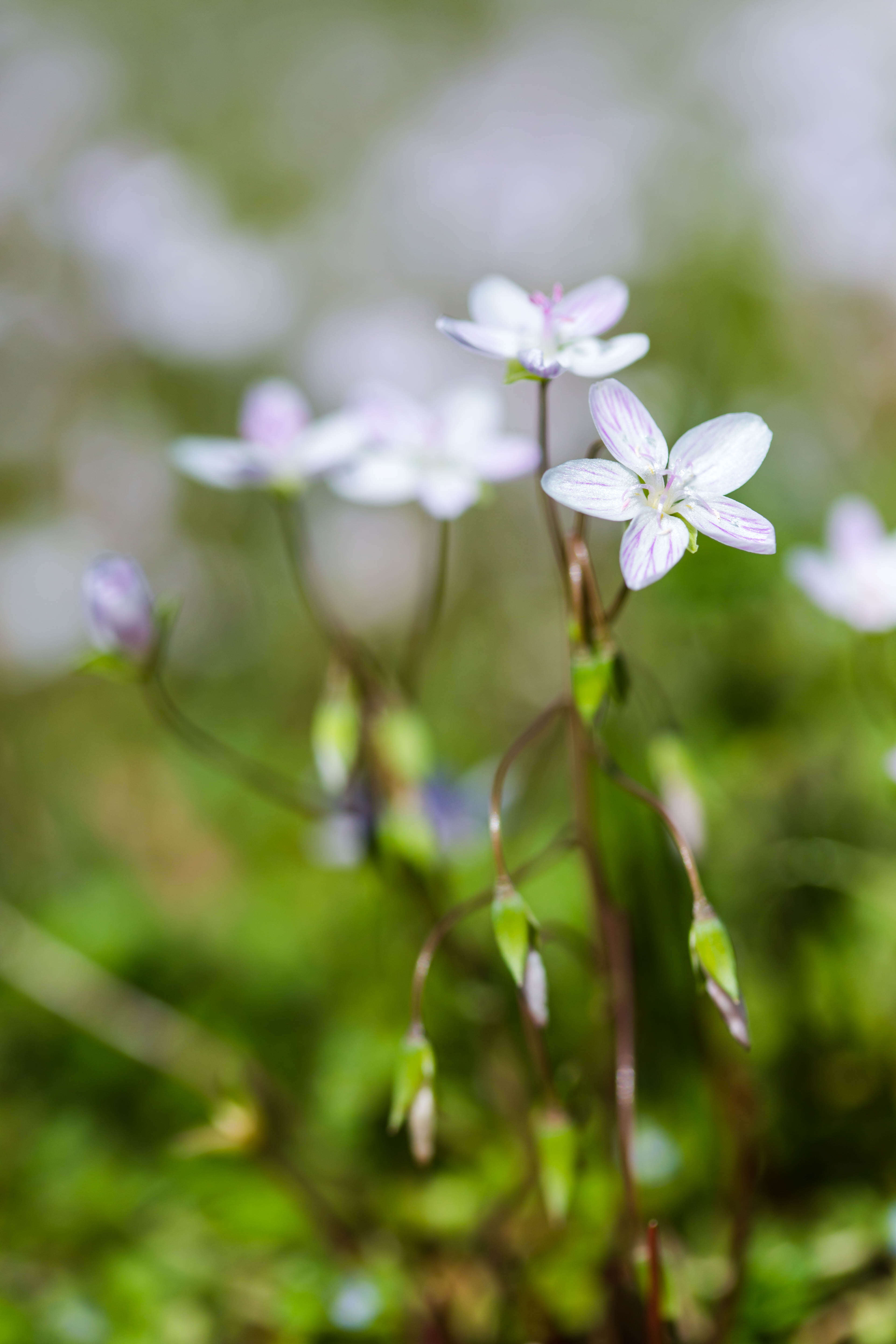 Image of Virginia springbeauty