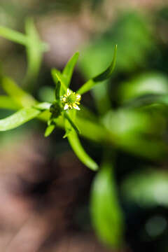 Image of littleleaf buttercup