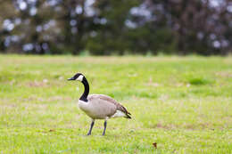 Image of Hawaiian goose