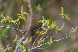 Image of black cherry