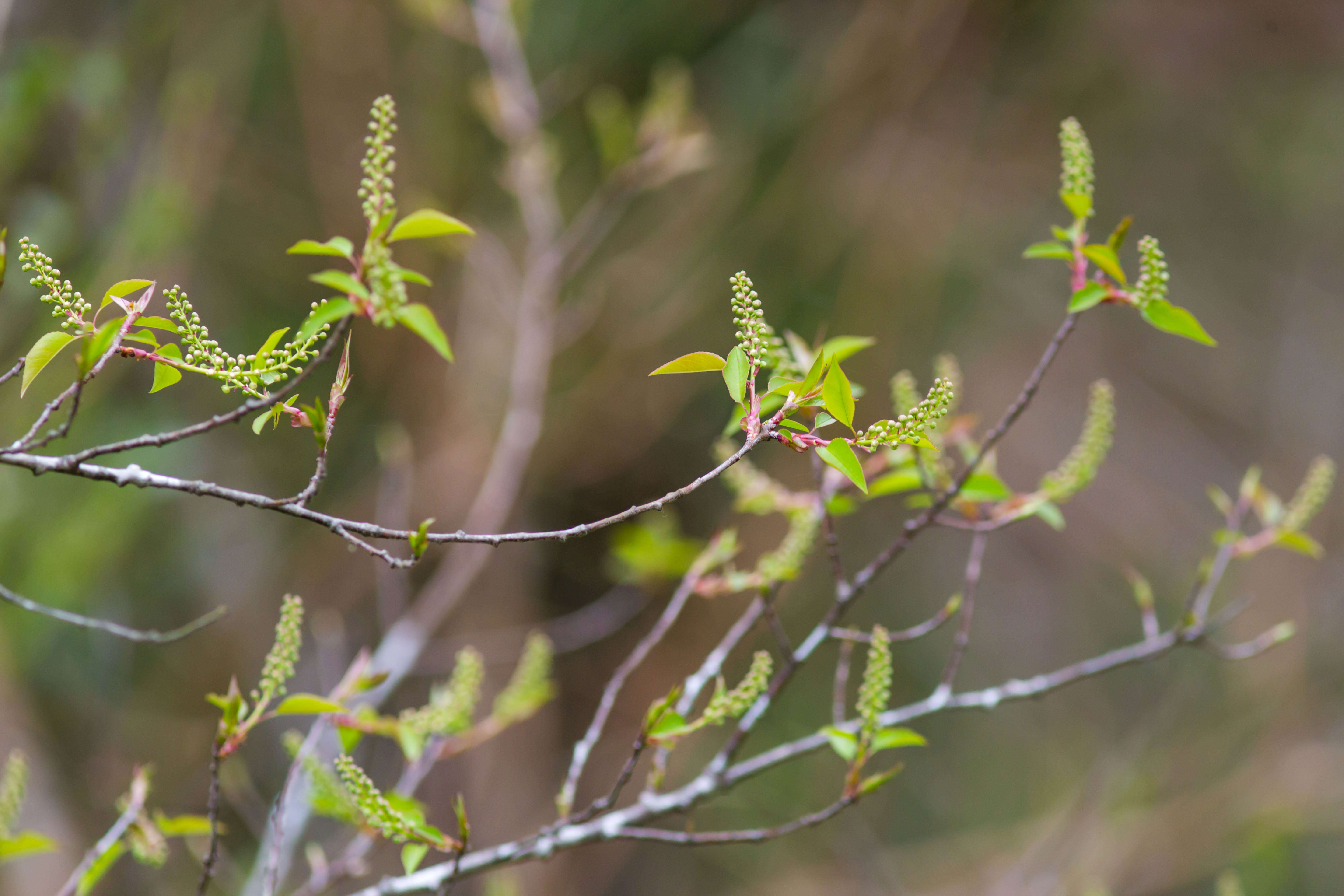 Image of black cherry