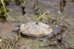 Image of slider turtle, red-eared terrapin, red-eared slider