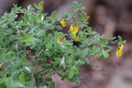 Слика од Cytisus villosus Pourr.