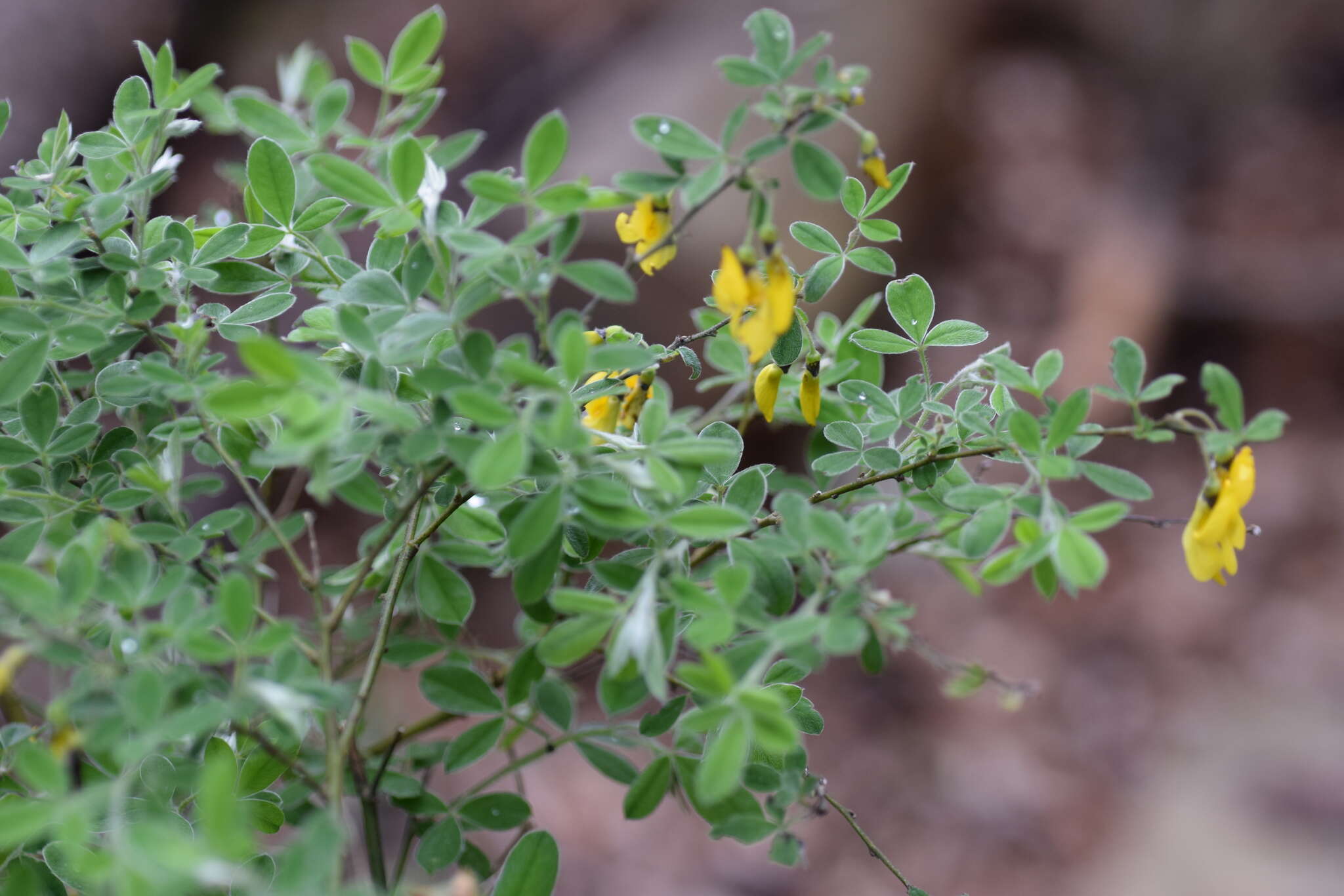 Image of Hairy Broom