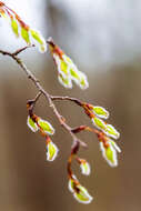 Plancia ëd Ulmus americana L.