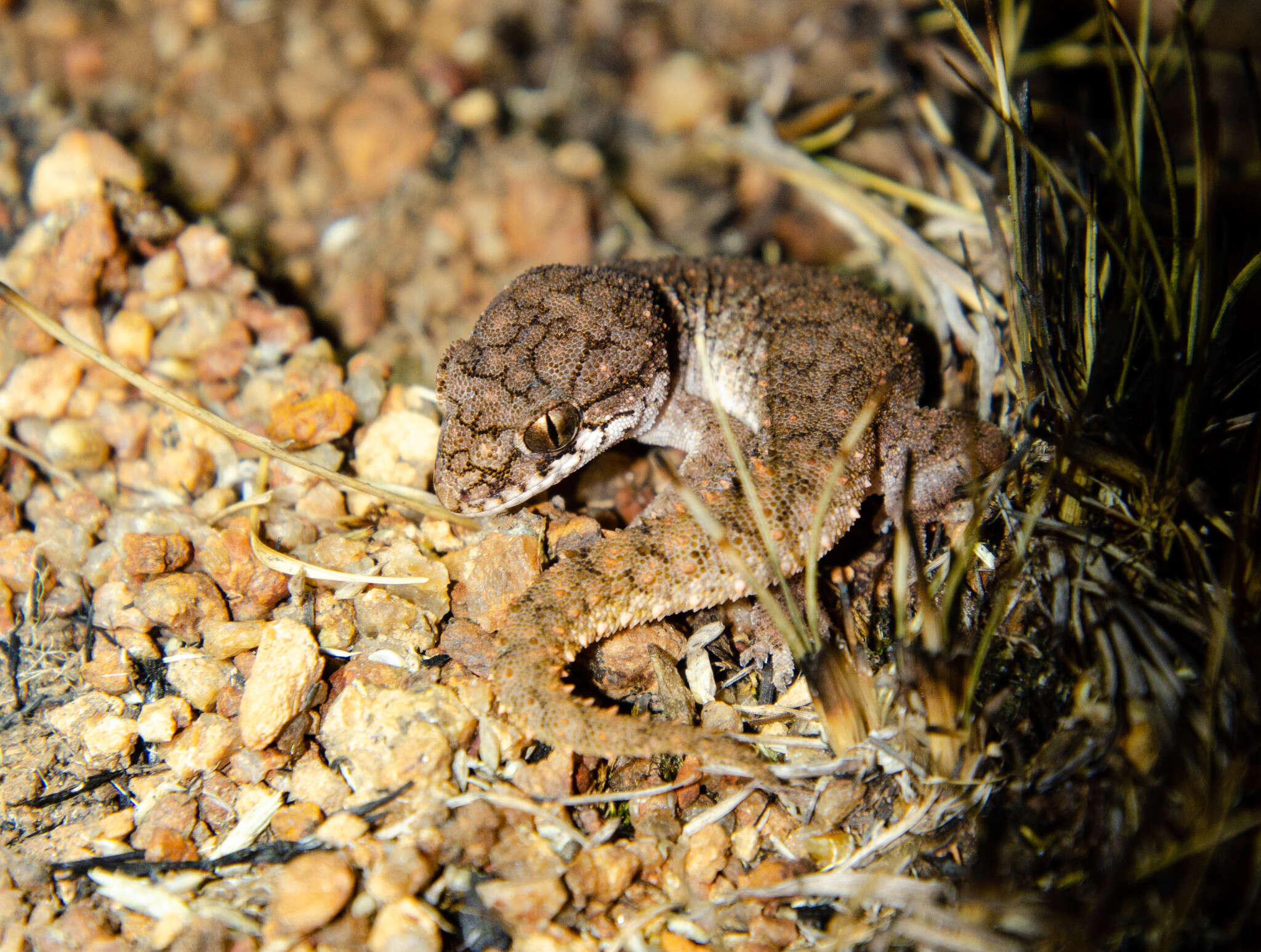 Слика од Hemidactylus reticulatus Beddome 1870