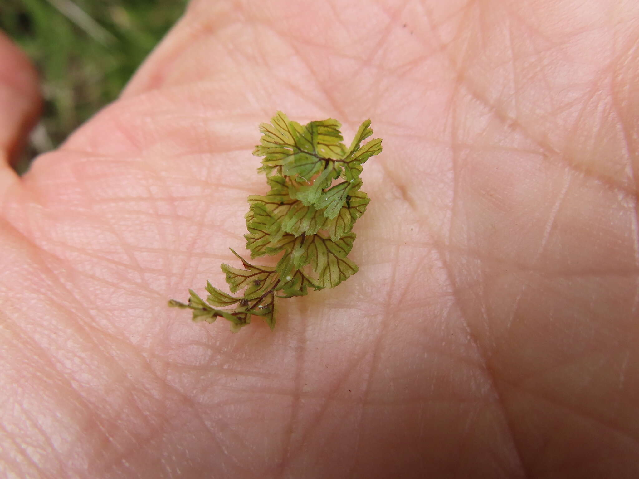 Plancia ëd Hymenophyllum tunbrigense (L.) Sm.