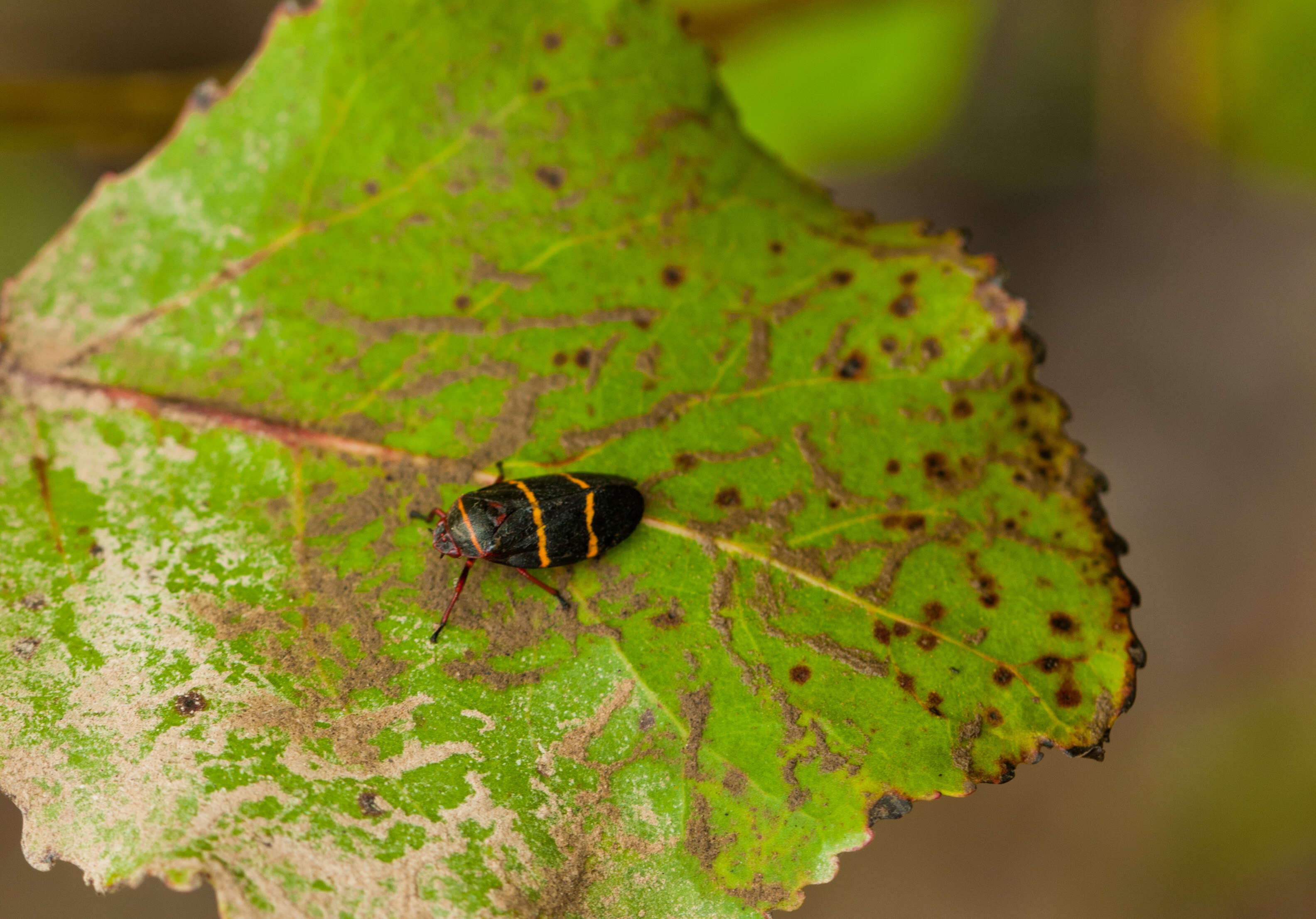 Image of Two-lined Spittlebug