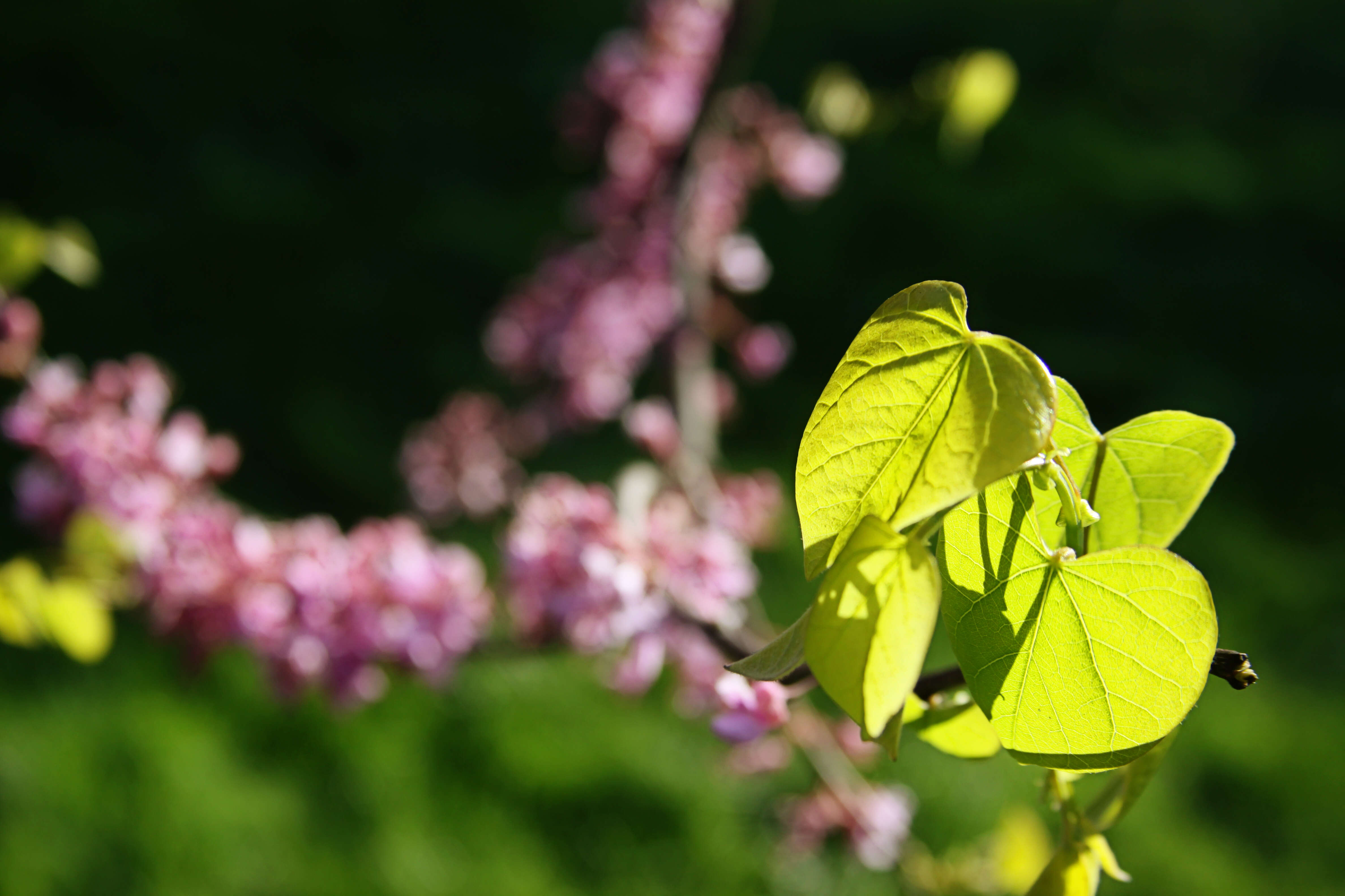 Image of eastern redbud