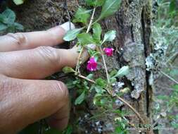 Image of Fuchsia microphylla Kunth