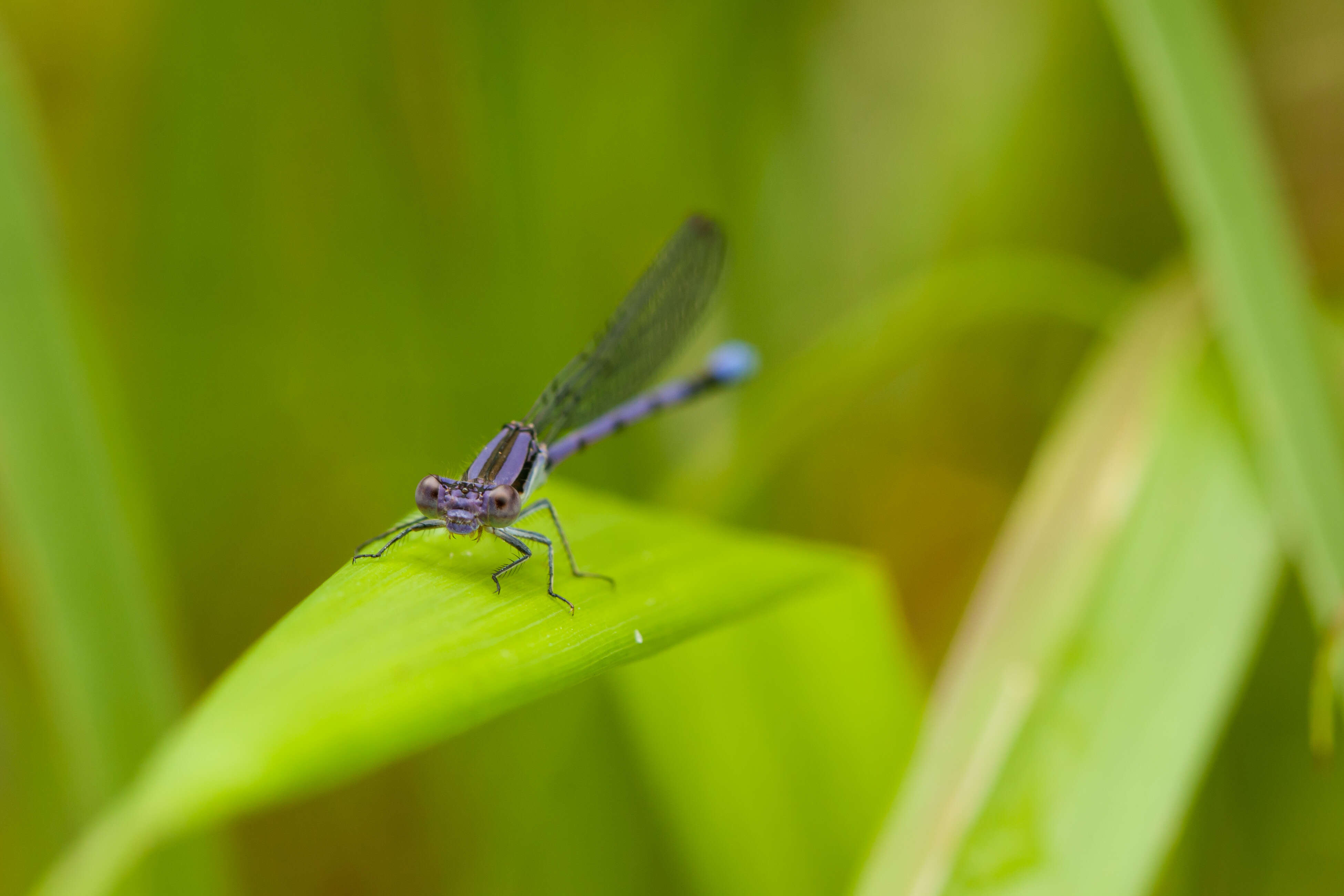 Image of Variable Dancer