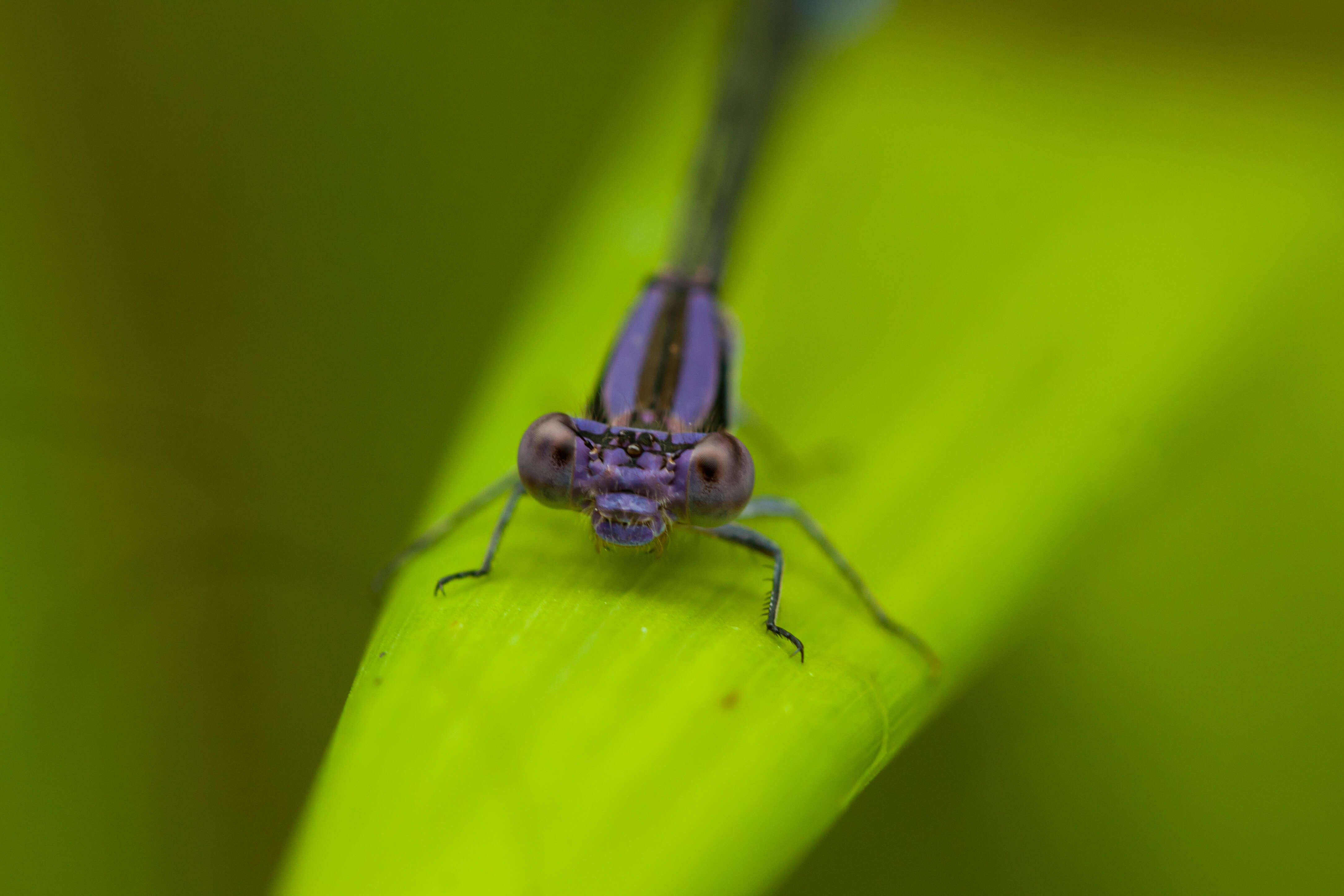 Image of Variable Dancer