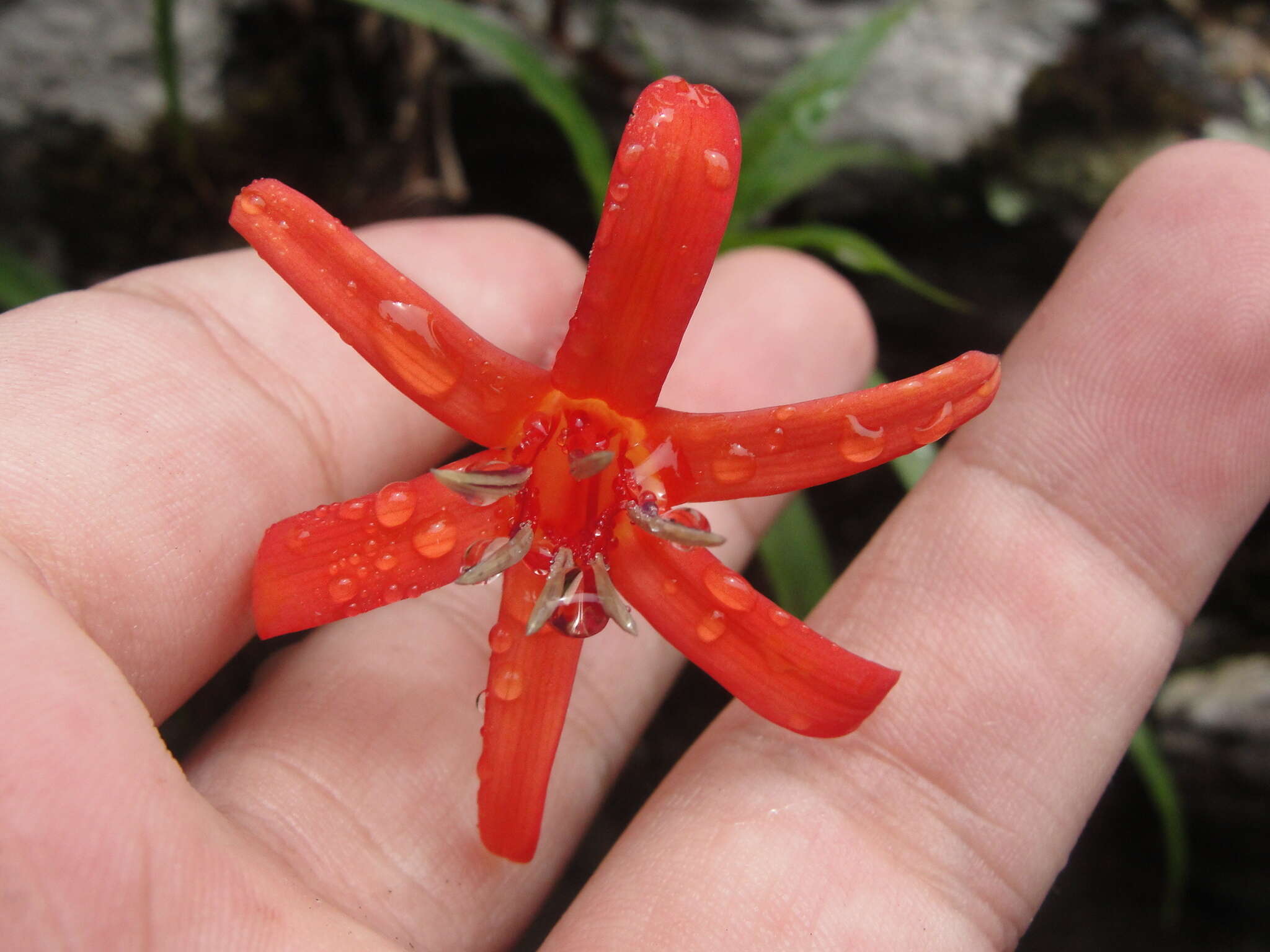 Image of Barbacenia luzulifolia Mart. ex Schult. & Schult. fil.