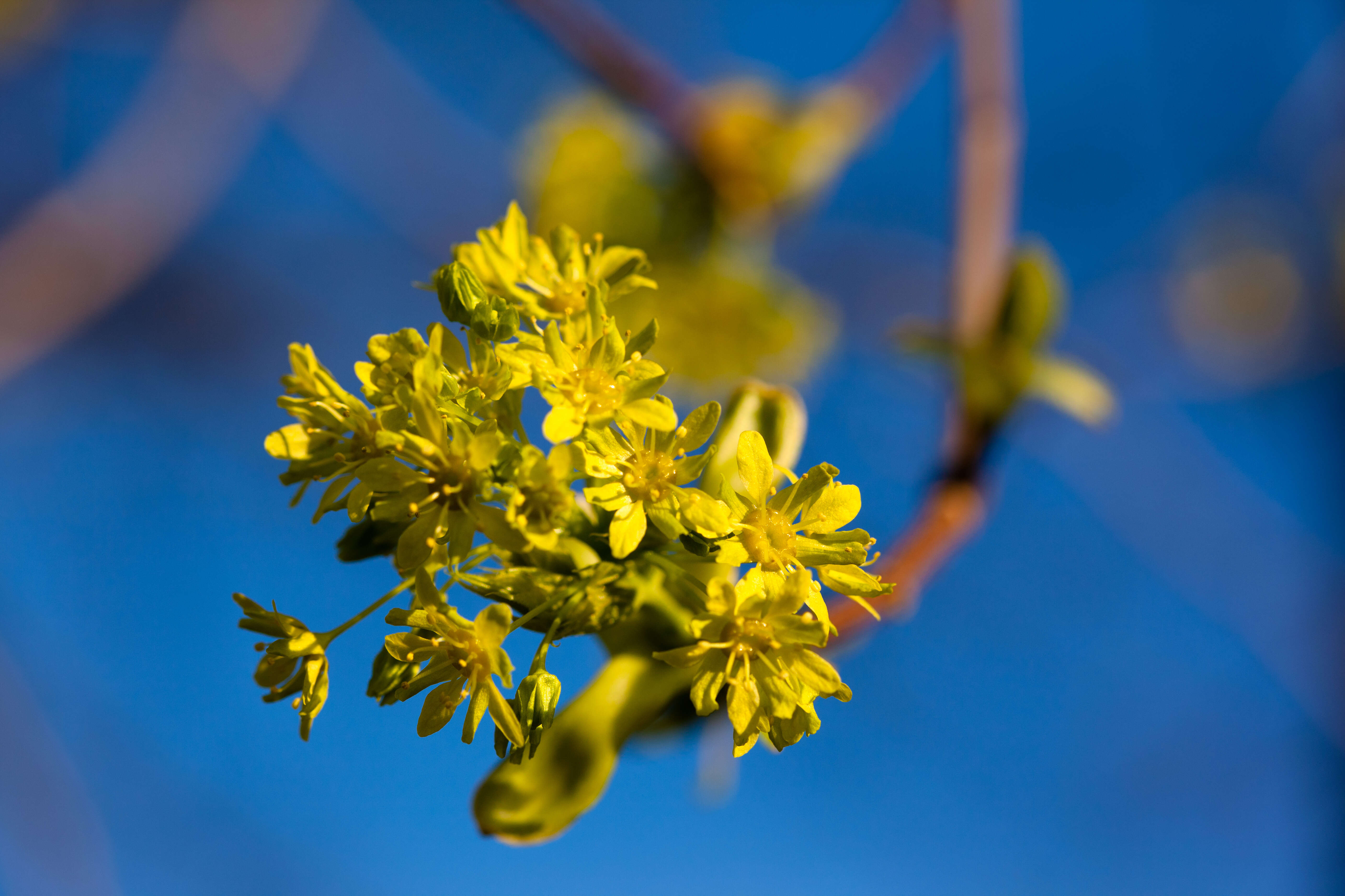 Image of Norway Maple