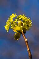 Image of Norway Maple