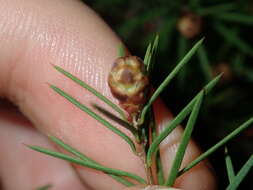 Sivun Melaleuca nodosa (Gaertn.) Sm. kuva