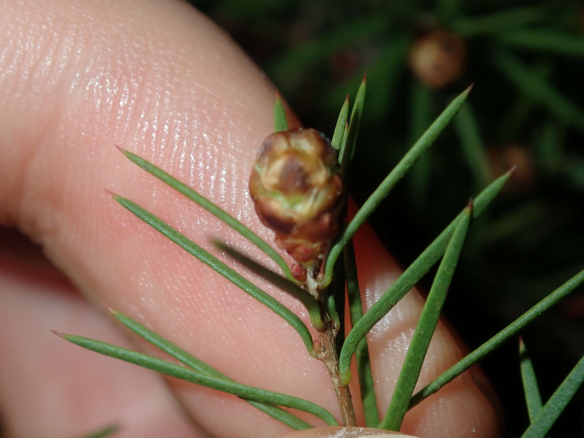 Sivun Melaleuca nodosa (Gaertn.) Sm. kuva