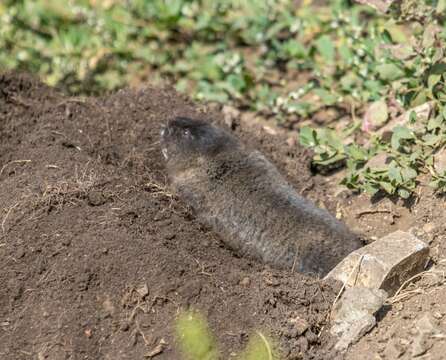 Image of Northern Mole Vole