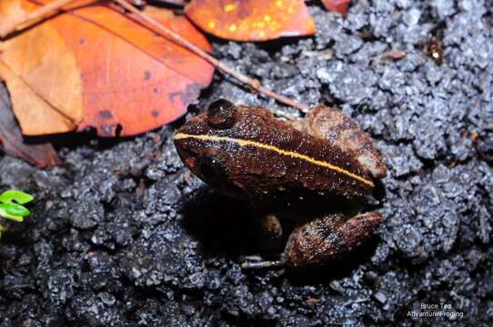 Image of Limnonectes conspicillatus (Günther 1872)