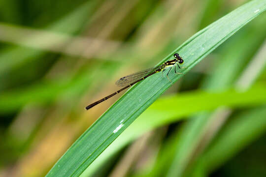 Image de Agrion Posé