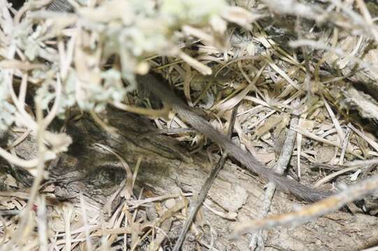 Image of long-tailed pocket mouse