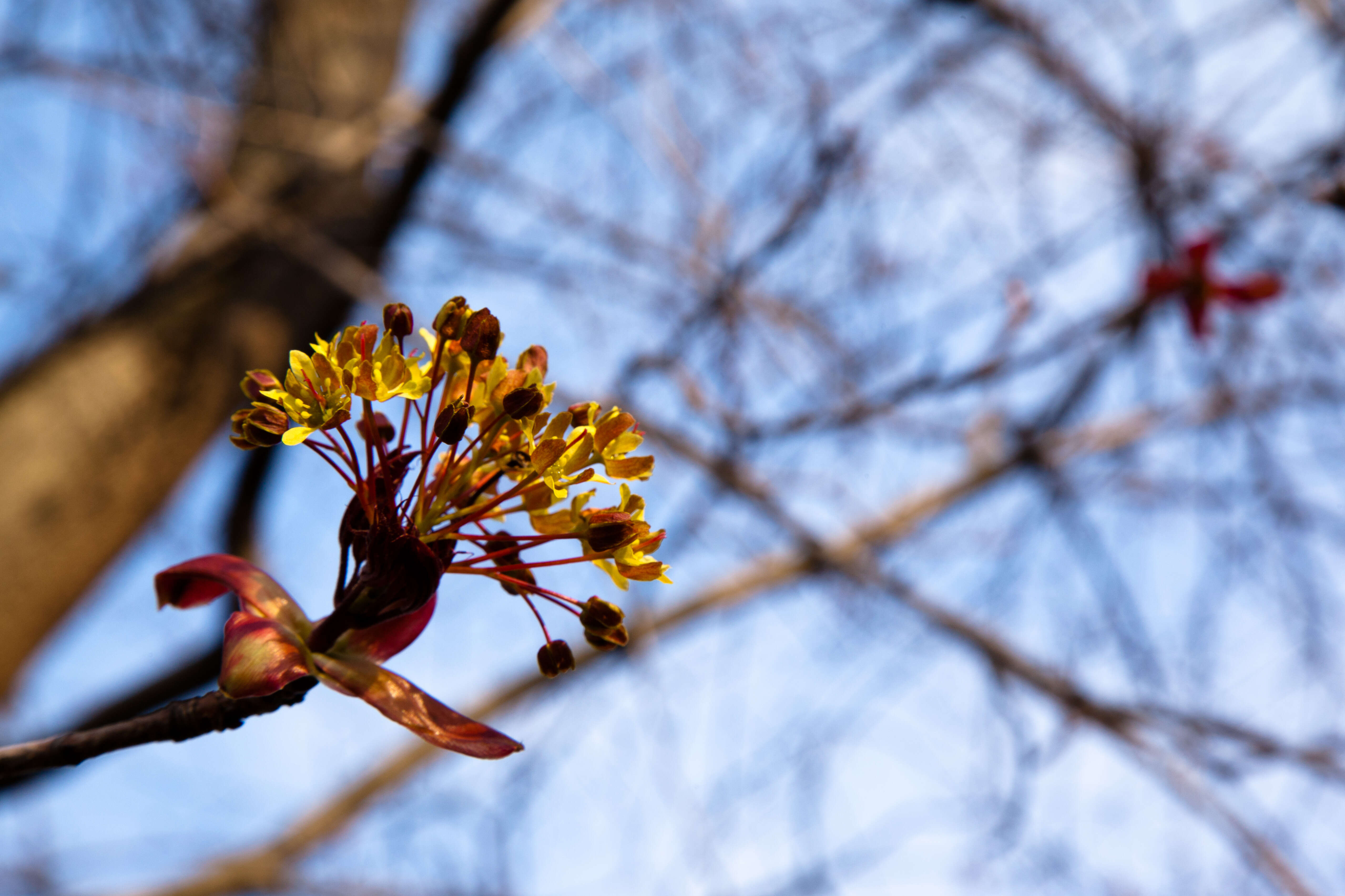 Image of Norway Maple