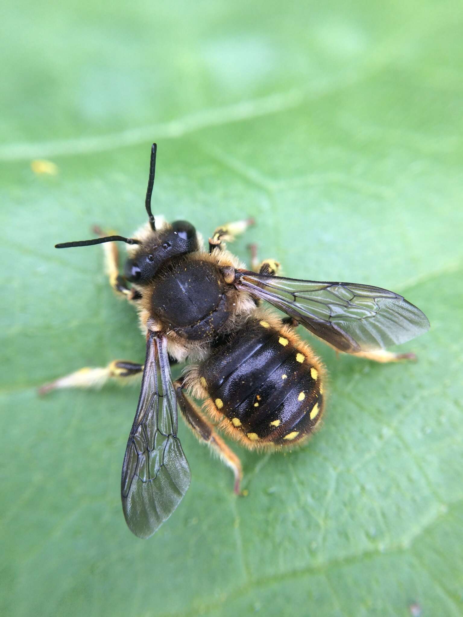 Imagem de Anthidium manicatum (Linnaeus 1758)