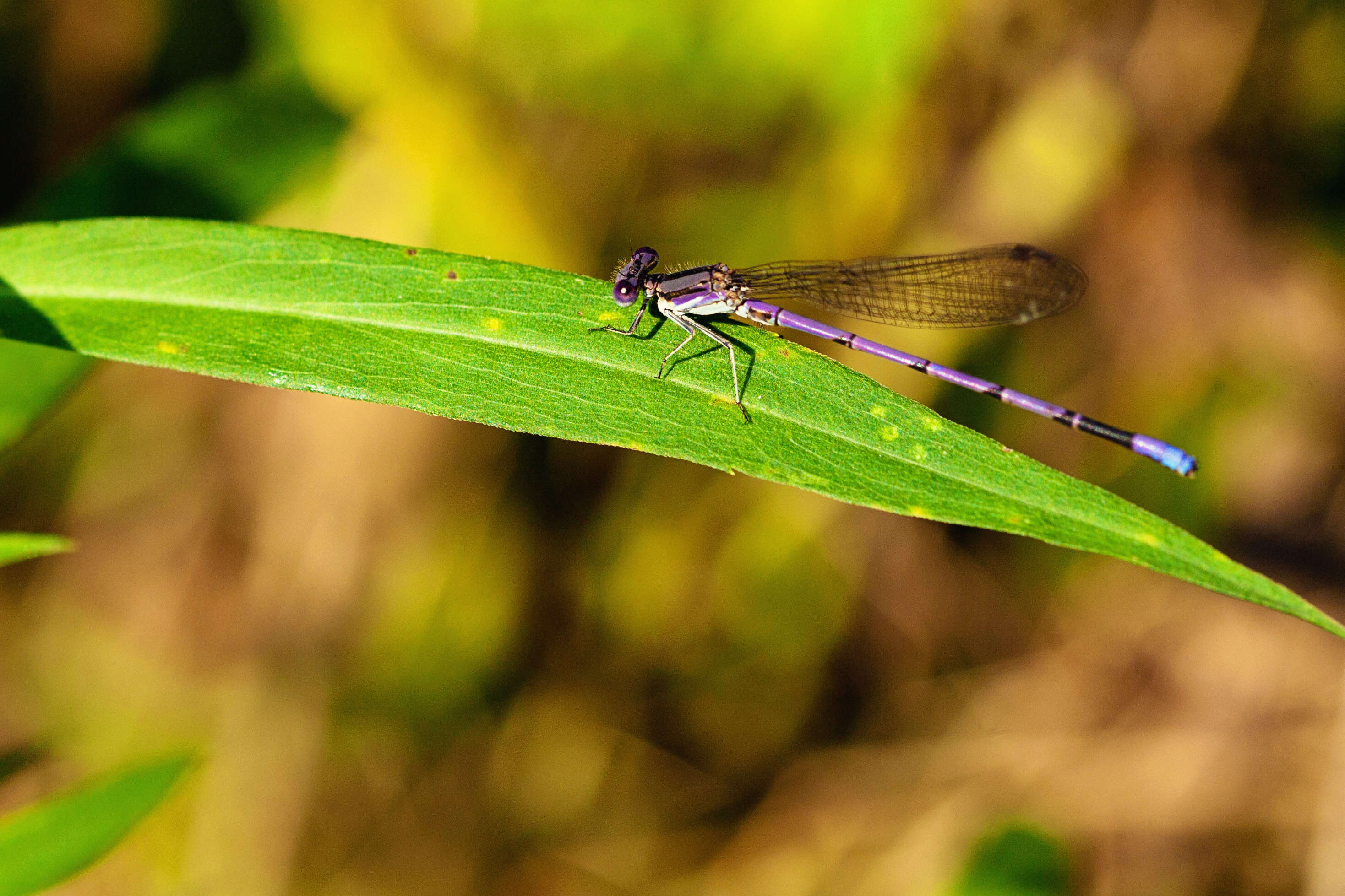 Image of Variable Dancer