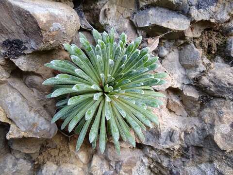 Image of Saxifraga longifolia Lapeyr.