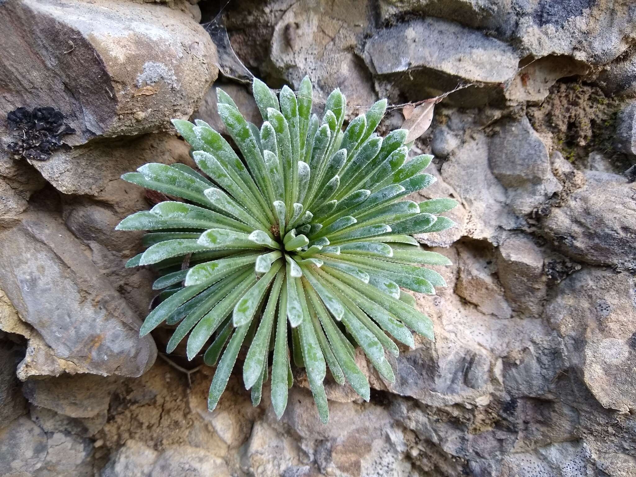 Imagem de Saxifraga longifolia Lapeyr.