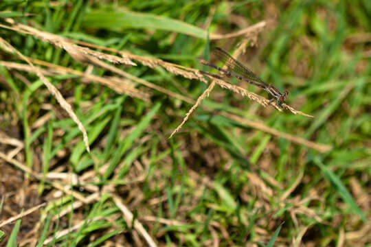 Image of Variable Dancer