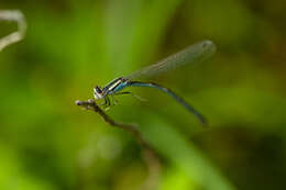 Image of Familiar Bluet