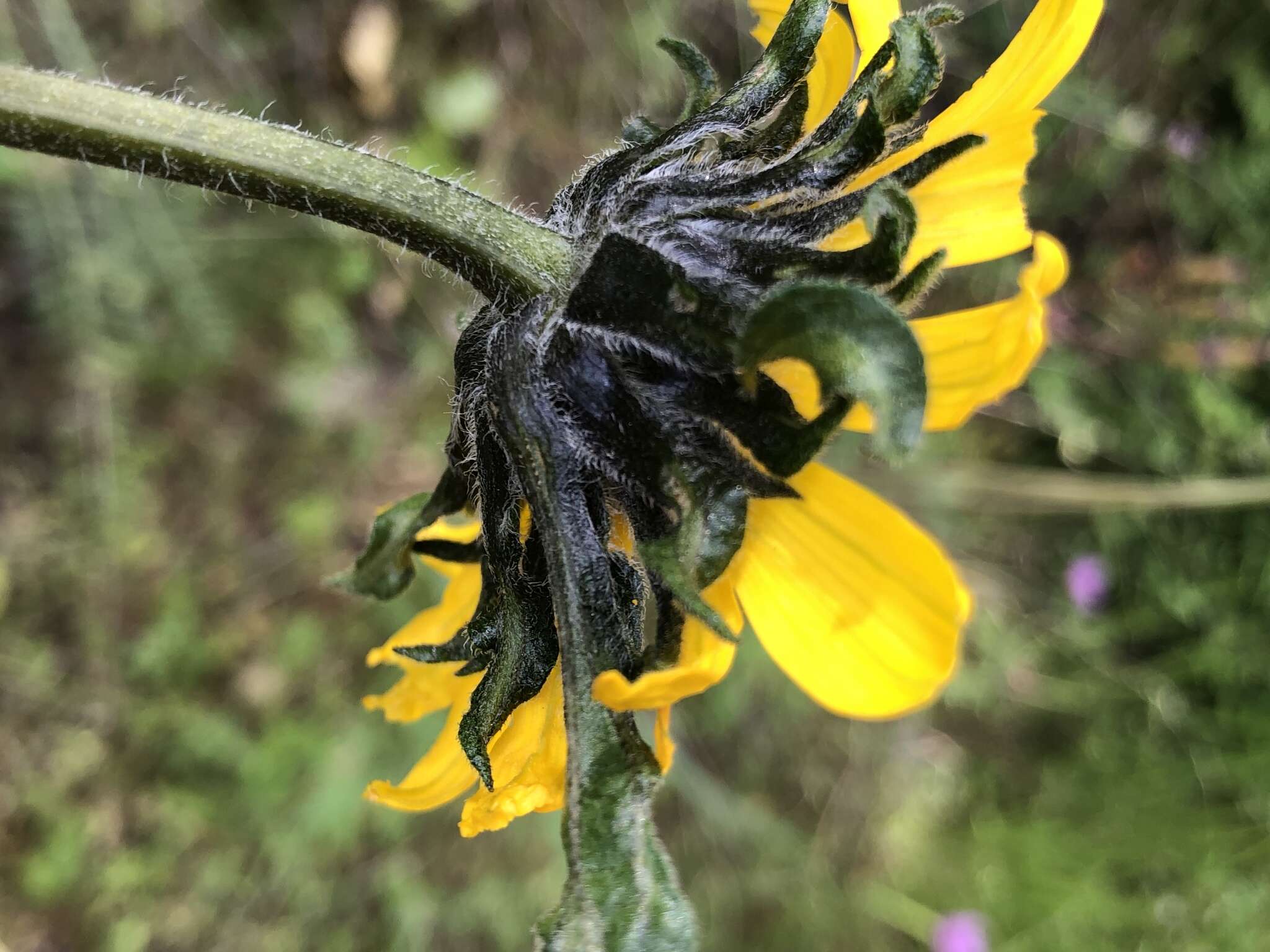 Image of Mt. Diablo helianthella