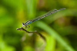 Image of Familiar Bluet