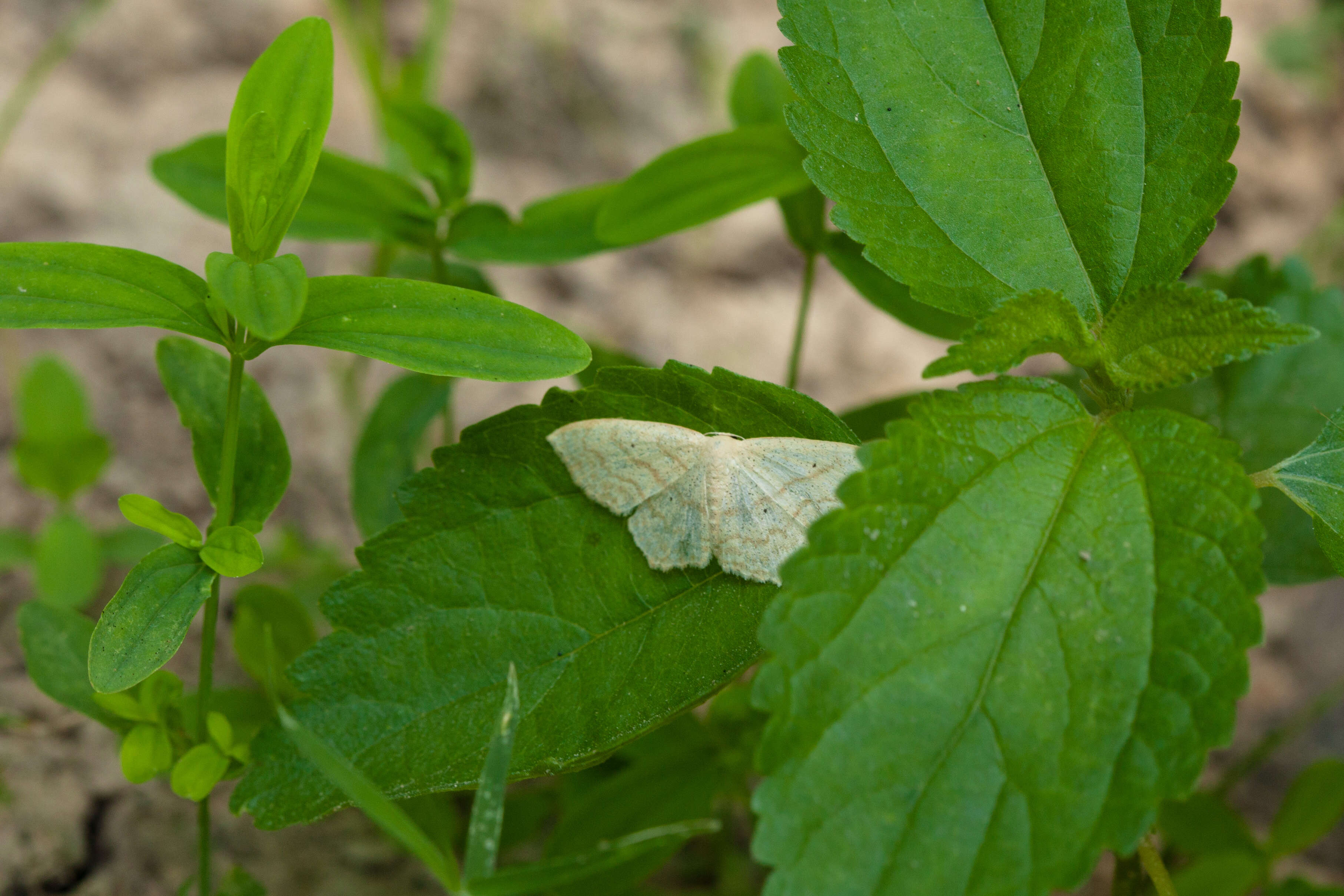 Image of Large Lace-border