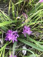 Image of Lachenalia paucifolia (W. F. Barker) J. C. Manning & Goldblatt